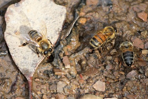 European Honey Bee (Apis mellifera)
